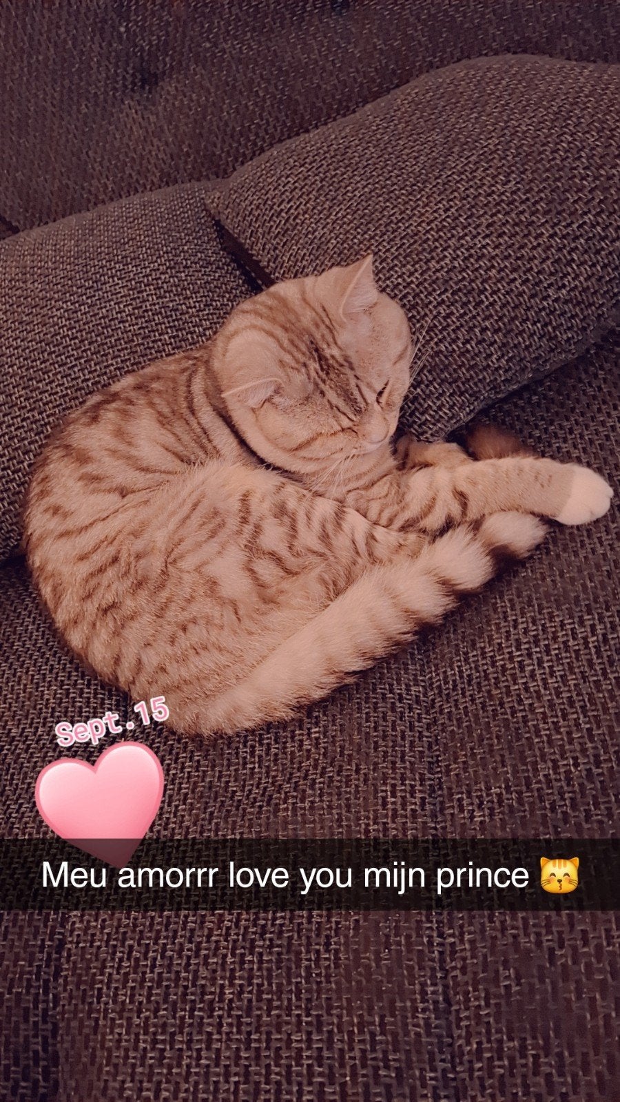 britse korthaar silver tabby te koop, Kater, Kortharig, 0 tot 2 jaar
