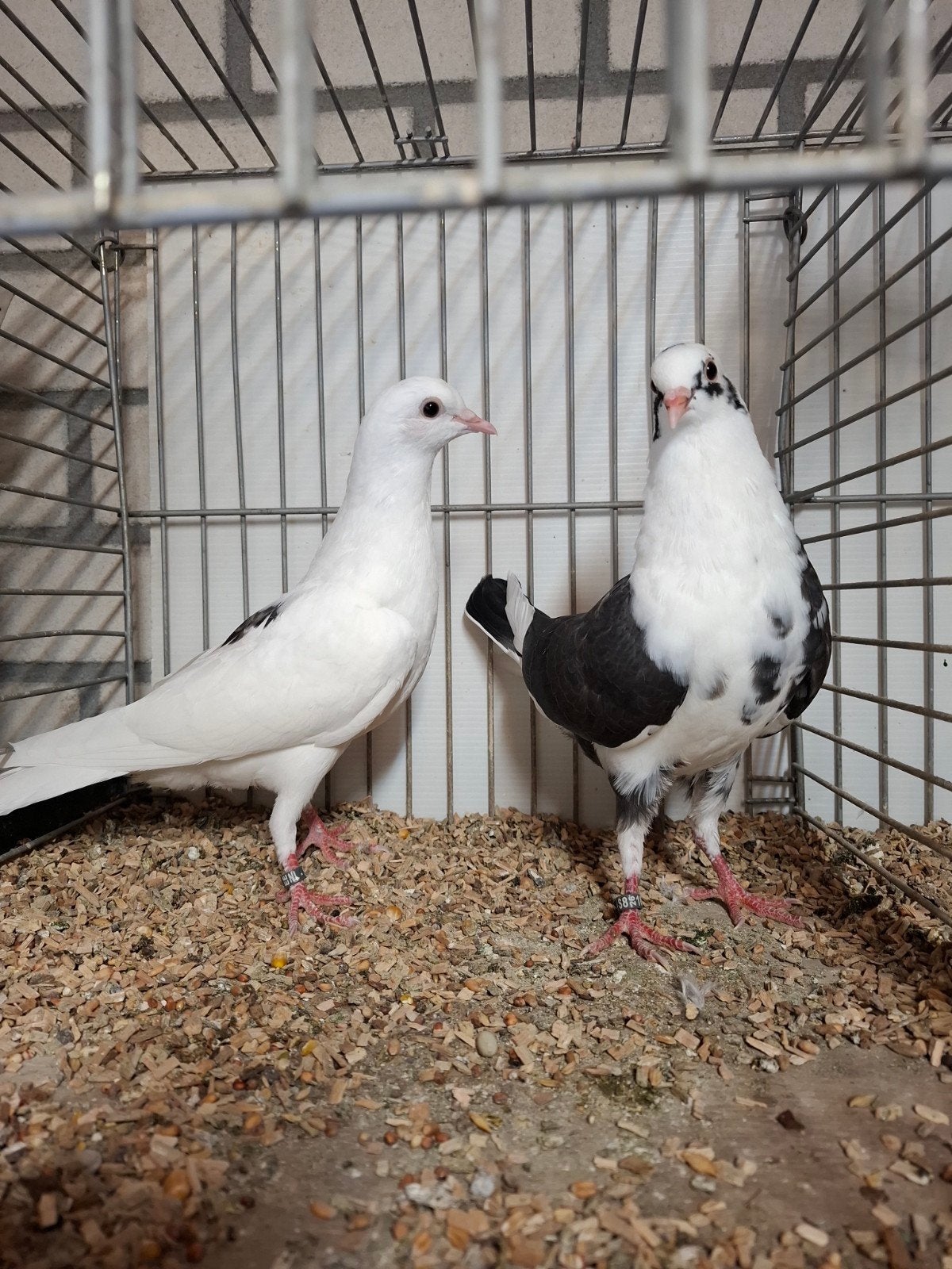 2 koppels bonte sierduiven, Dieren en Toebehoren, Meerdere dieren, Overige soorten