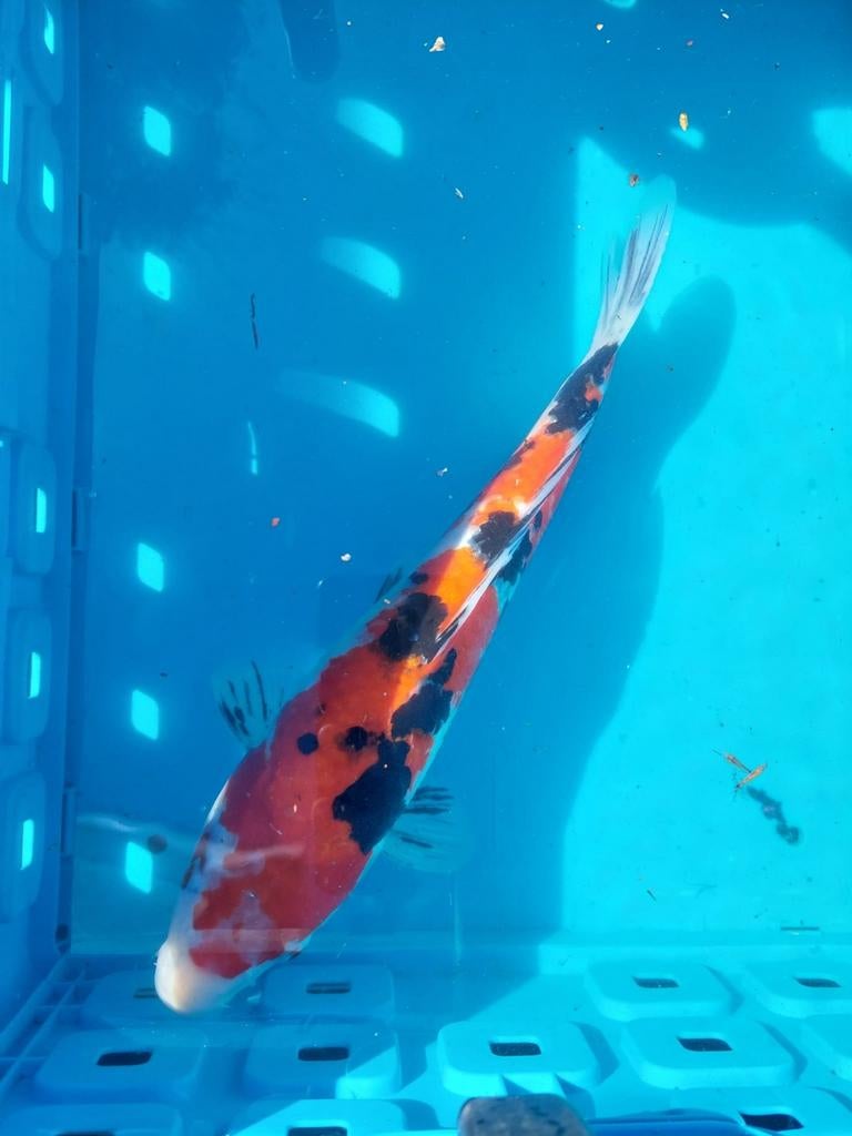 Japanse koikarpers, Dieren en Toebehoren, Vissen | Vijvervissen, Karper of Koi
