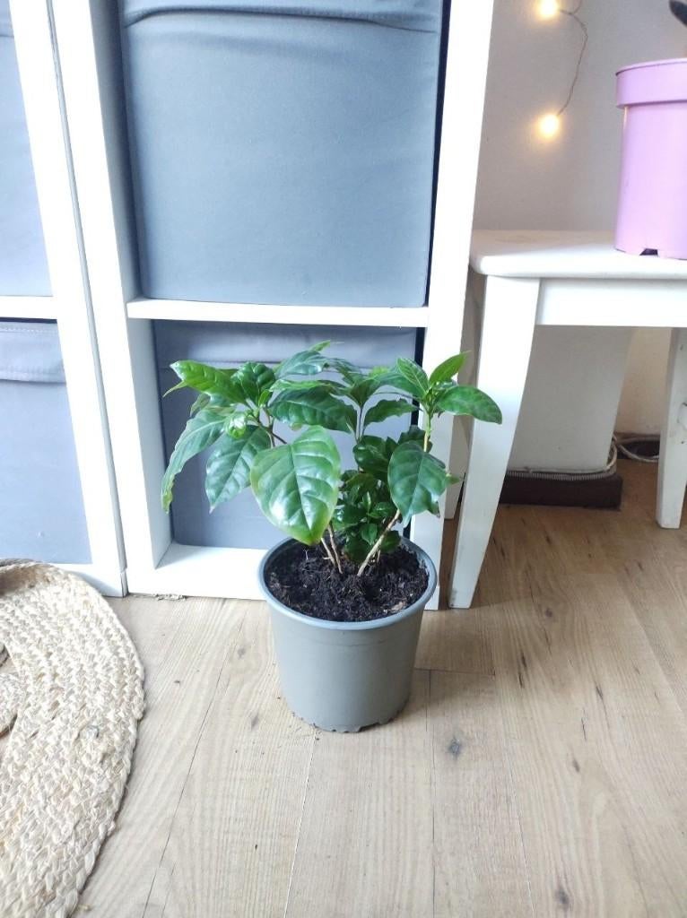 COFFEA ARABICA plant / koffieplant, Ophalen, Overige soorten, Halfschaduw, Minder dan 100 cm