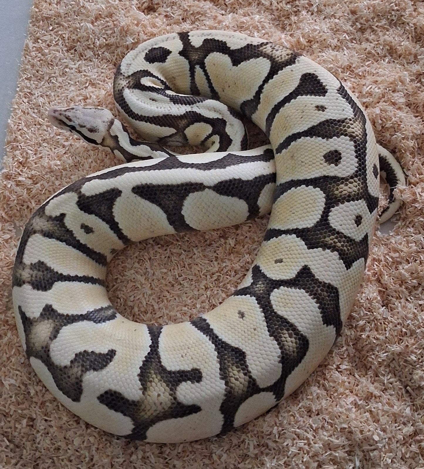 Volwassen Ball Python, Koningspython, PythonRegius  vrouw Green Tree Python - female for sale from S.K.