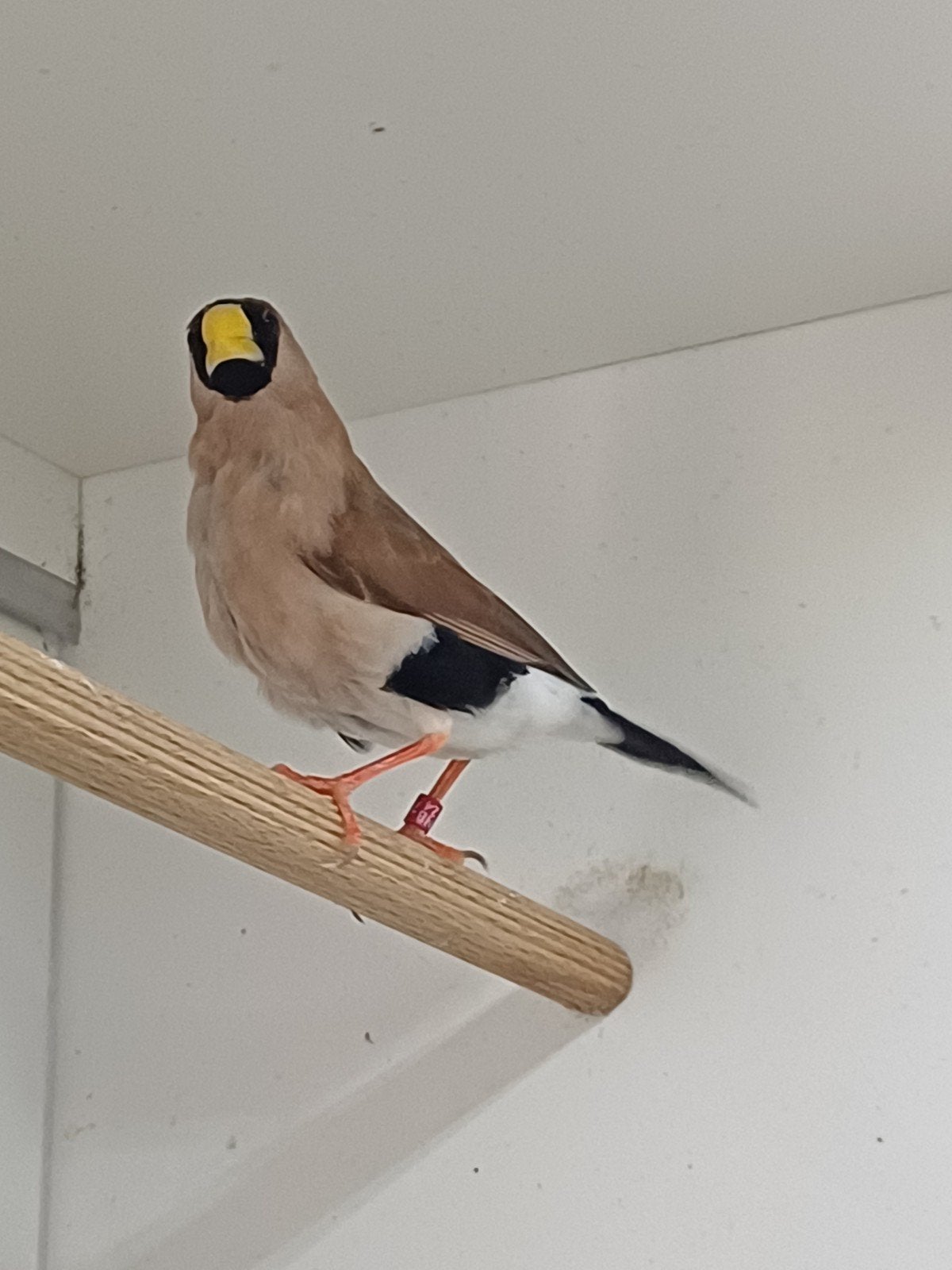 Koppel Maskeramadine, Dieren en Toebehoren, Vogels | Overige Vogels, Meerdere dieren, Tropenvogel, Geringd