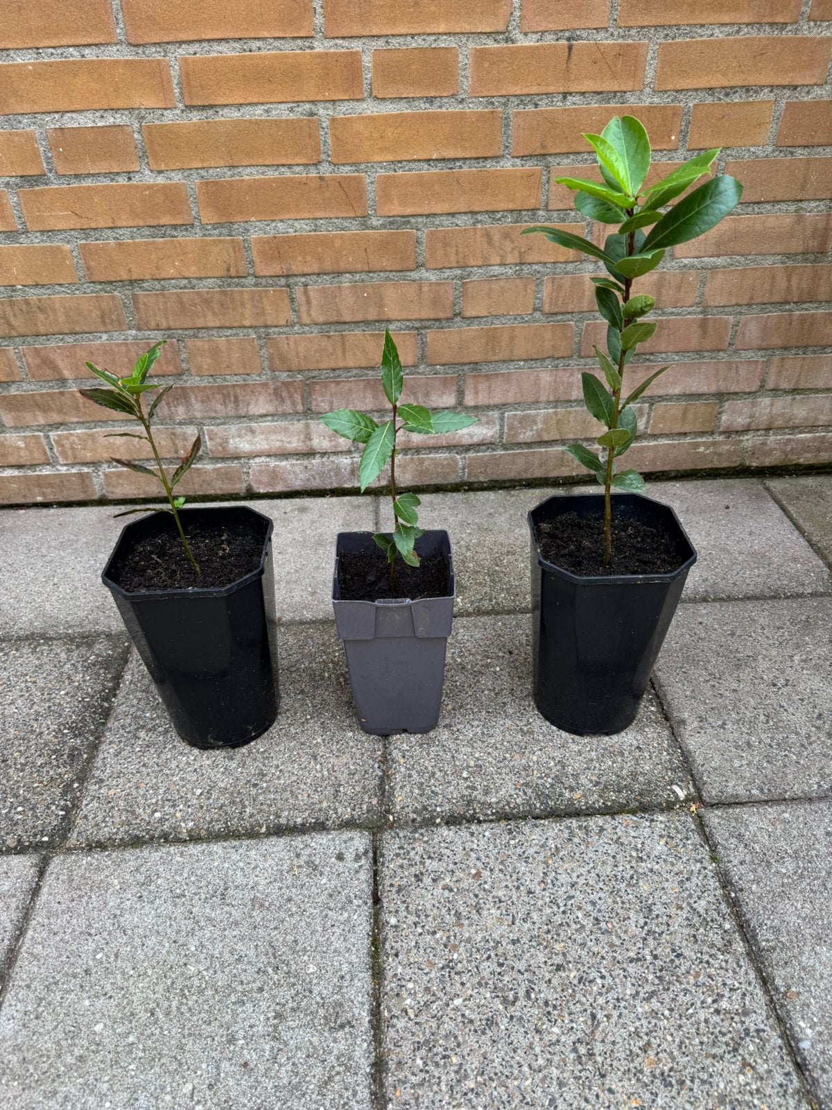 Keuken laurierplant, jonge laurier nobilis, Ophalen, Overige soorten