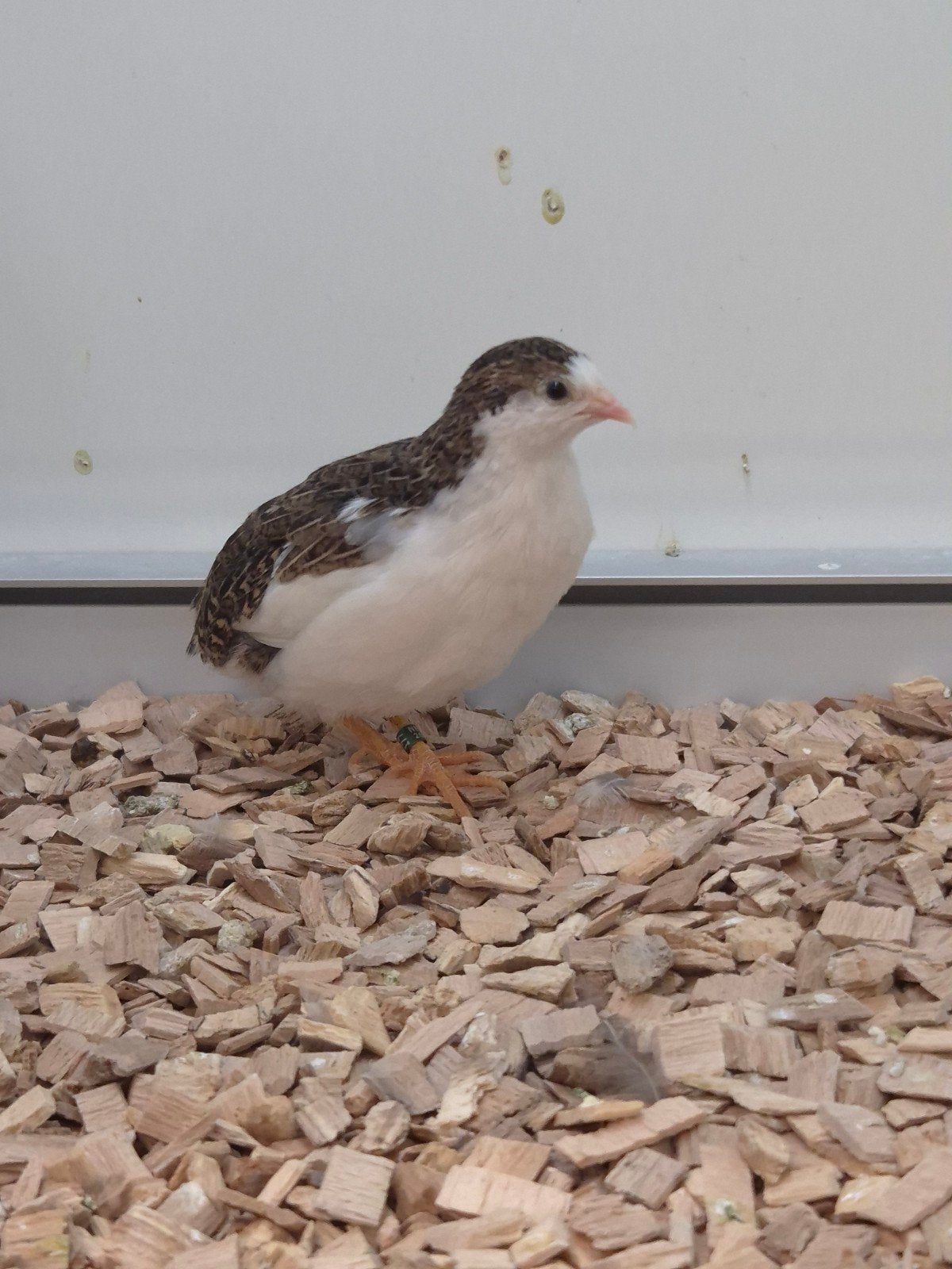 8-3 Chinese dwergkwartels, Meerdere dieren, Tropenvogel, Geringd
