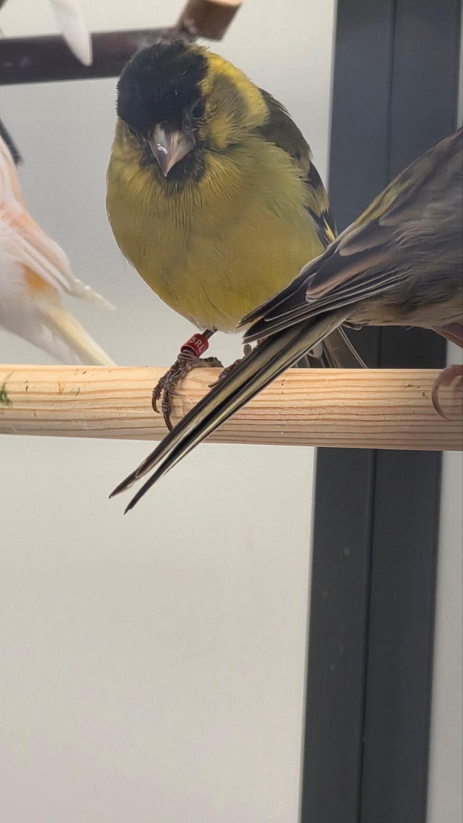 koppel sijzen, Dieren en Toebehoren, Vogels | Overige Vogels, Meerdere dieren