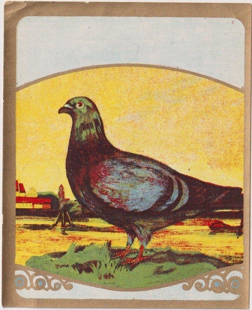 sigarenbanden - etiket - EEN DUIF, Ophalen of Verzenden, Zo goed als nieuw, Sigarenbandjes