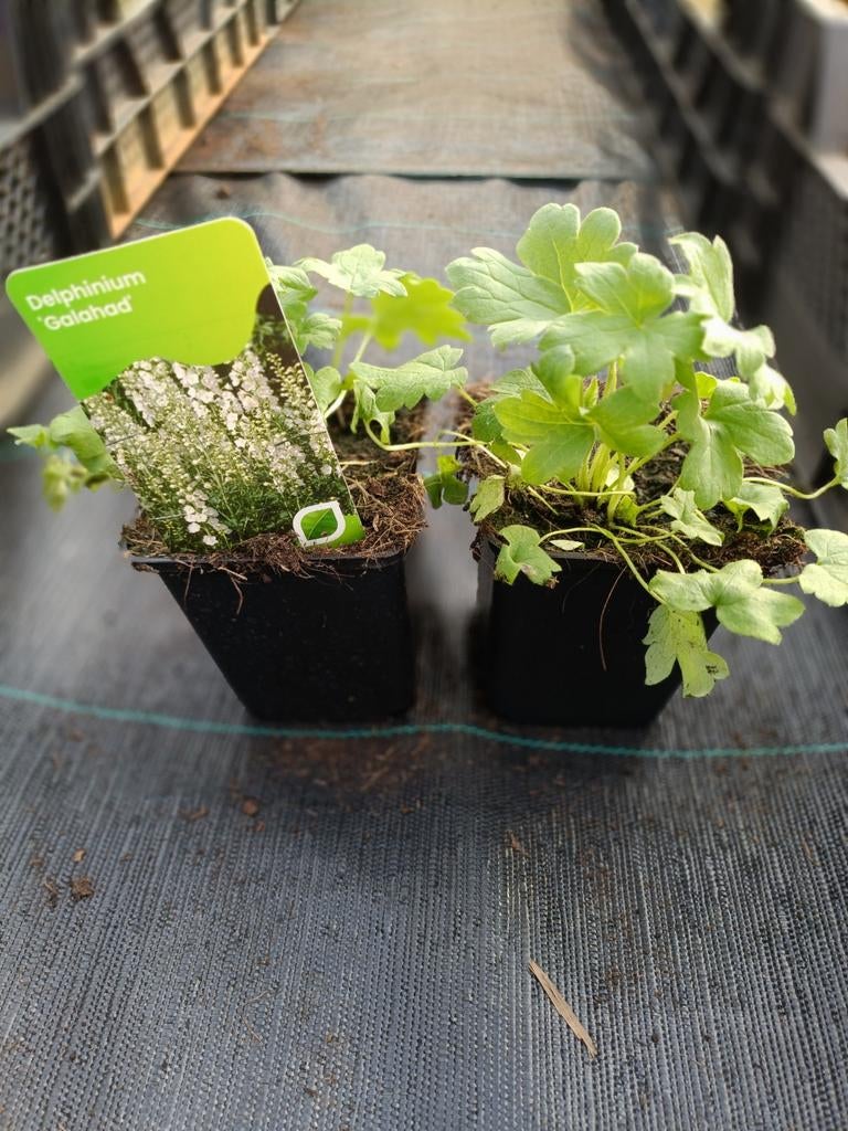 Delphinium pacific galahad P9, Tuin en Terras, Ophalen, Overige soorten, Volle zon