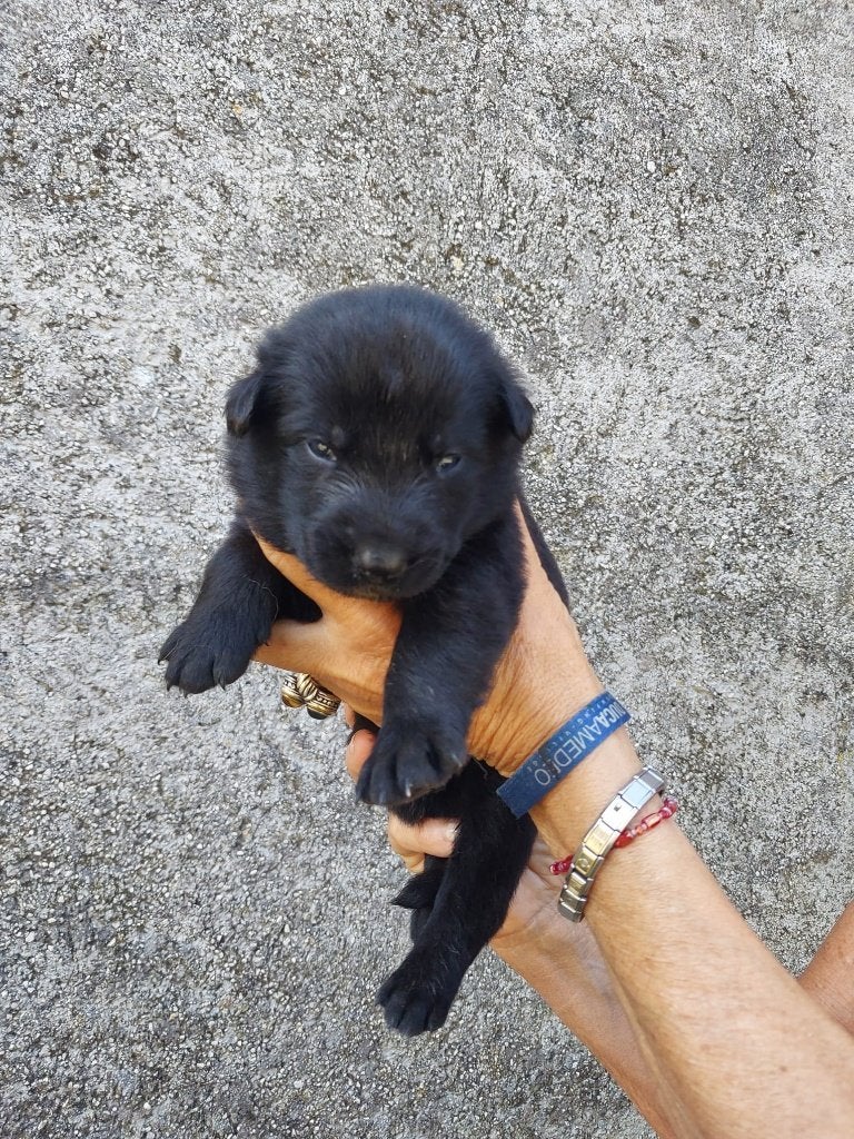 Groenendaeler & Mechelse Herder pups – Professionele fokker, Dieren en Toebehoren, 15 weken tot 1 jaar, Buitenland, Parvo, Meerdere