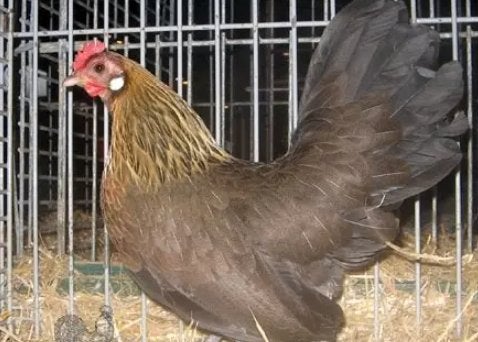 Hollandse kriel, Patrijs, Dieren en Toebehoren, Pluimvee, Meerdere dieren, Kip