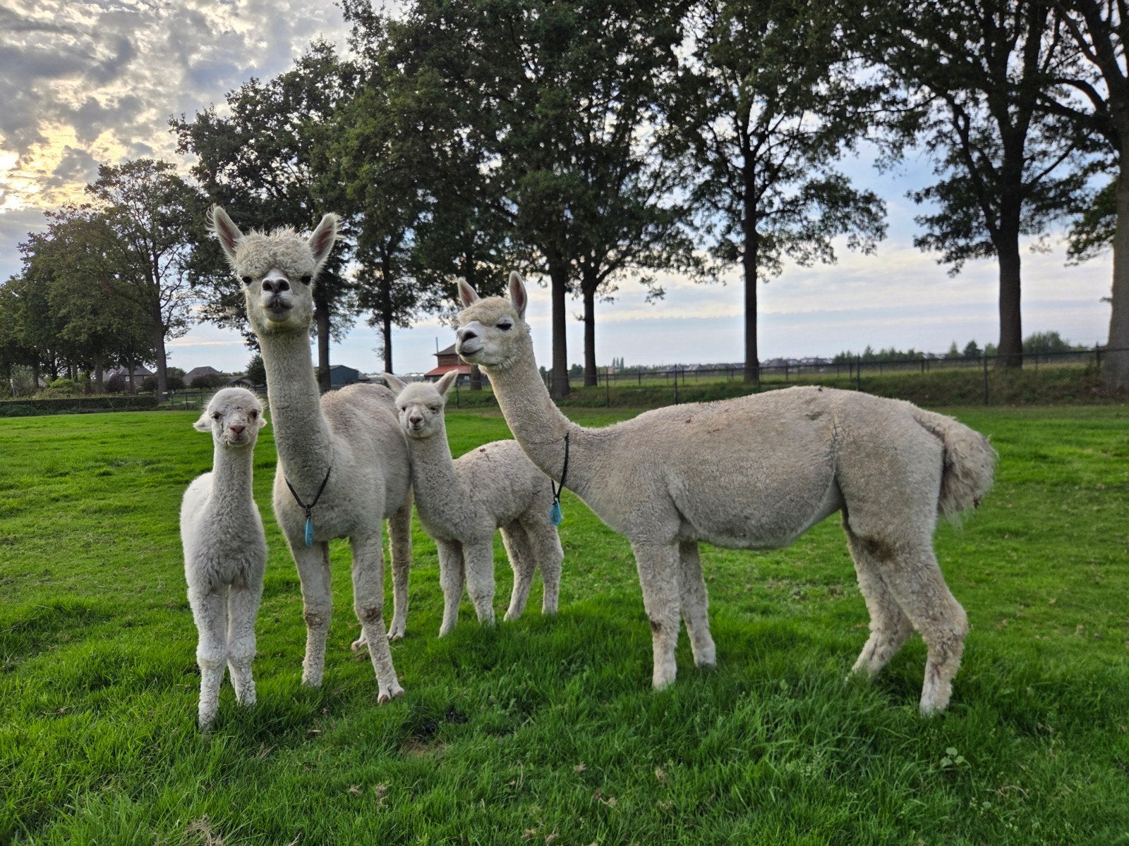 Foto 3 van alpaca  merrie,s met veulens aan de voet.
