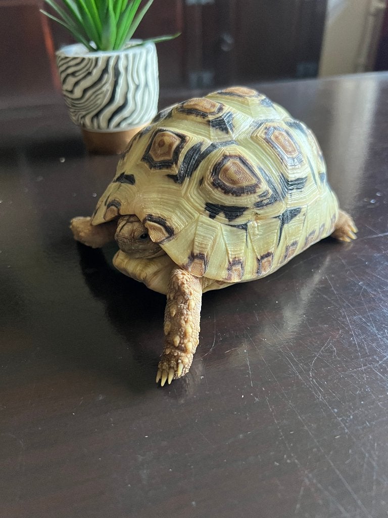 3 Panter schildpadden. NK 2024. Tortoise photo 6