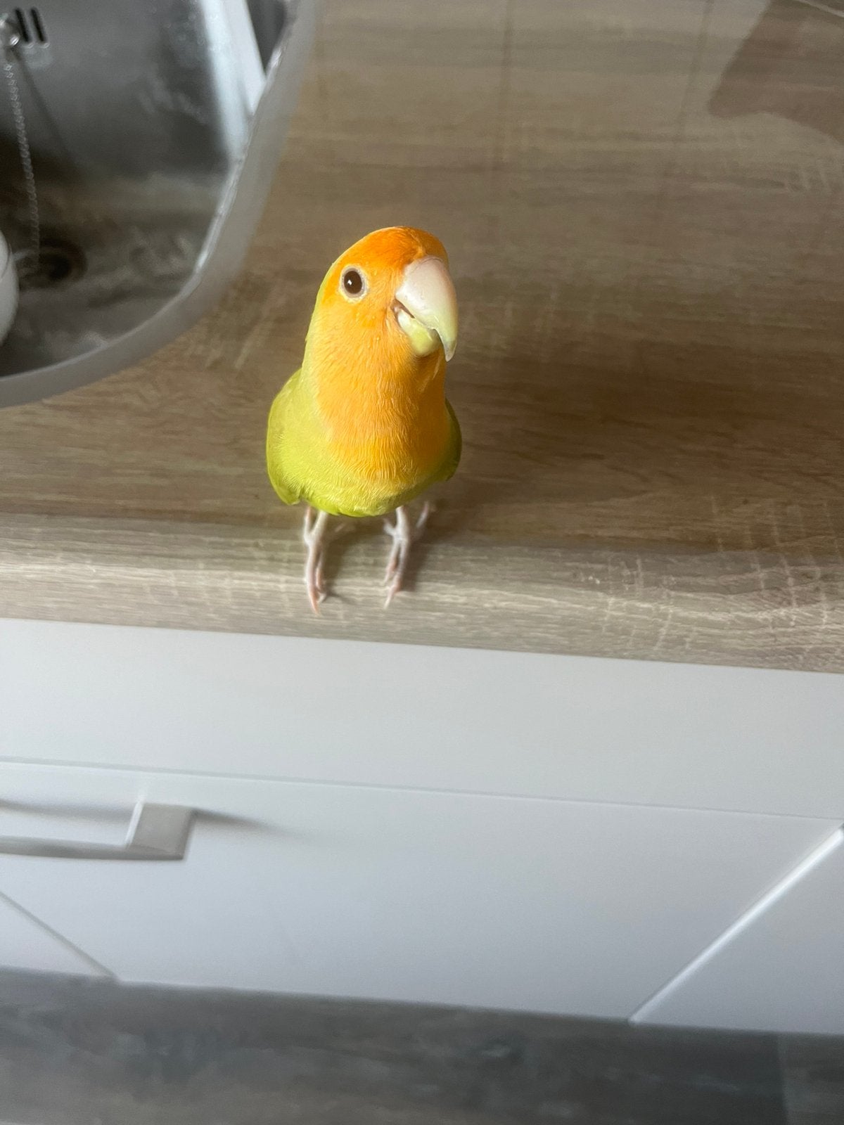Gezocht gezond maatje voor Chico 1 jaar, Dieren en Toebehoren, Vogels | Parkieten en Papegaaien, Geslacht onbekend, Dwergpapegaai of Agapornis
