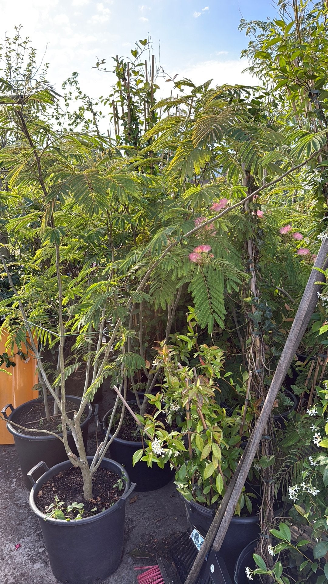 Albizia of slaap bboom struik meer stammig bol in knop 49,95, Volle zon, Vaste plant, Zomer, Ophalen