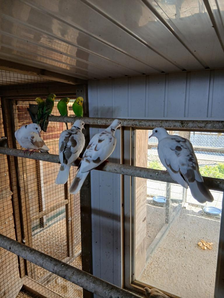 Te koop 2 koppels bonte tortels, Dieren en Toebehoren, Meerdere dieren, Tortelduif