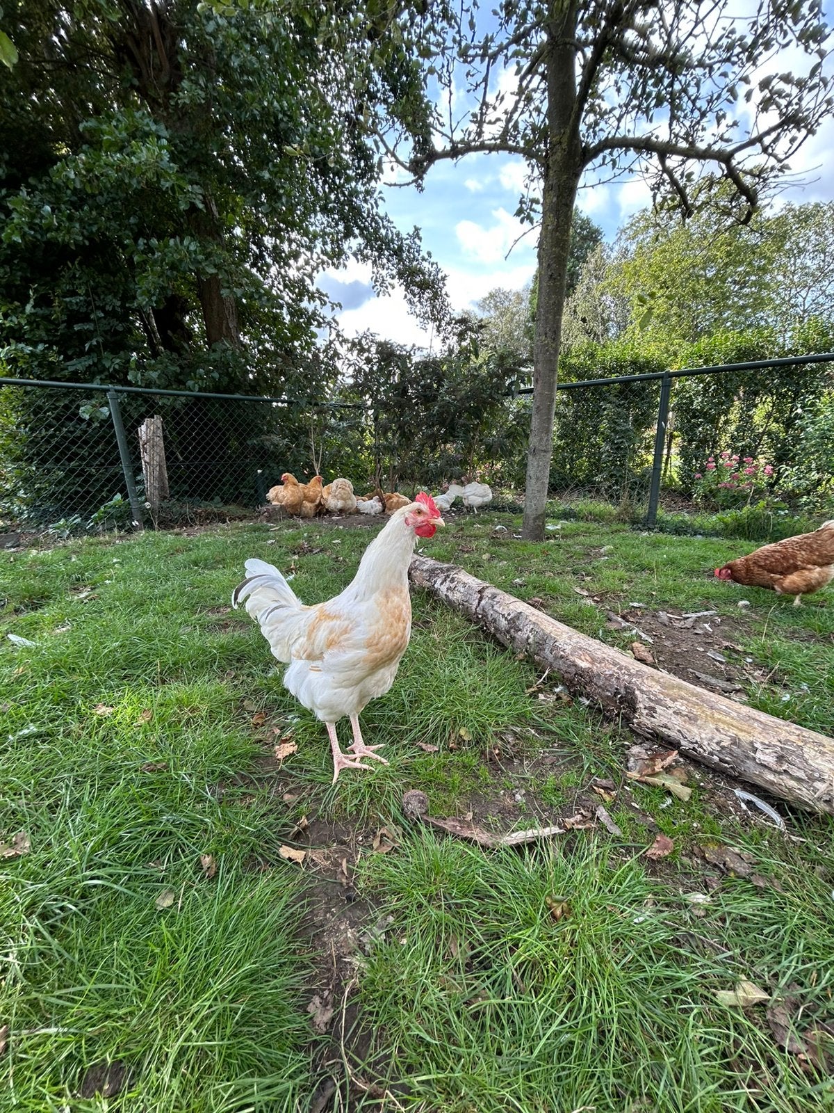 2 Prachtige hanen, Dieren en Toebehoren, Mannelijk, Kip
