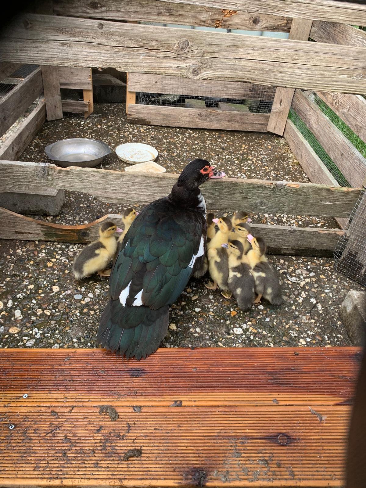 Jonge muskuseendjes, Dieren en Toebehoren, Meerdere dieren, Eend