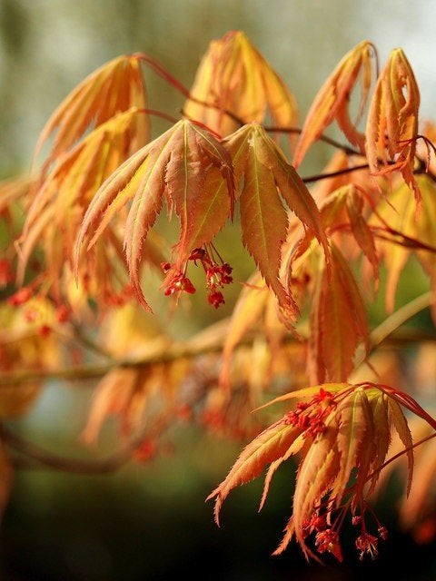 3 Acer Goud-Oranje Japanse Esdoorns € 100, Ophalen of Verzenden, Overige soorten, Struik, Minder dan 100 cm