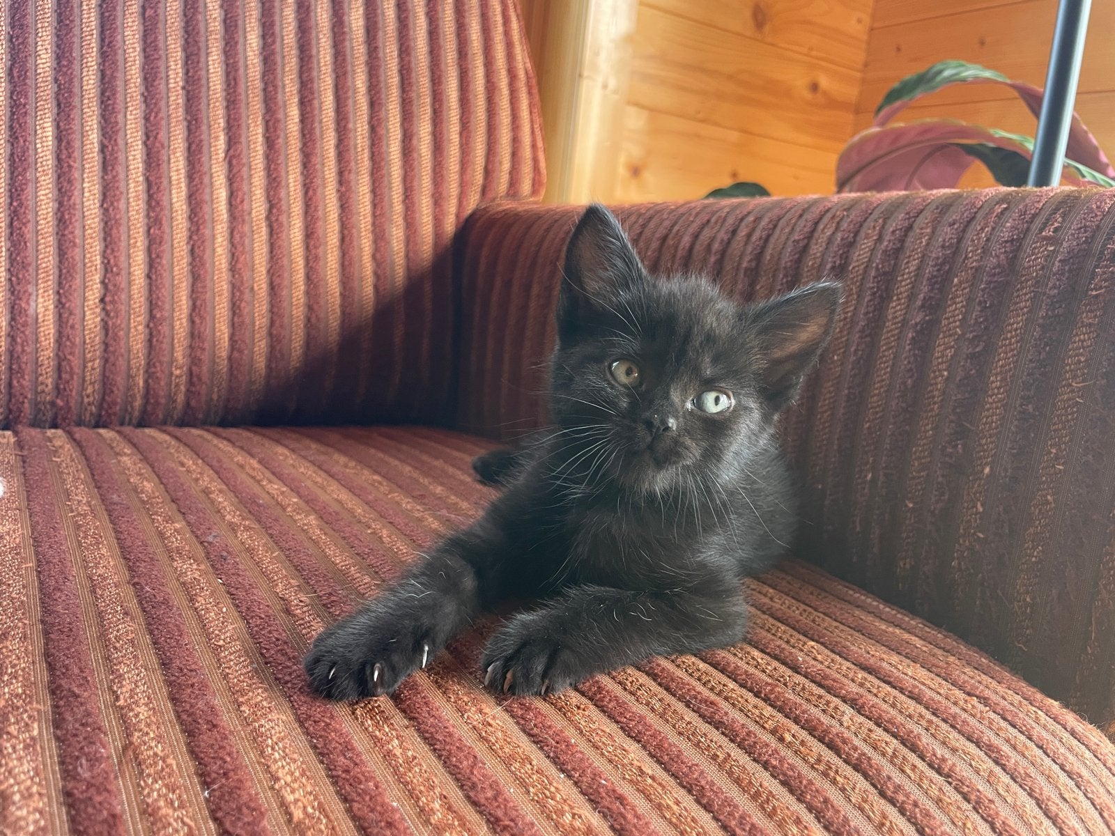 Twee lieve kittens, Dieren en Toebehoren, Meerdere dieren, Kortharig, 0 tot 2 jaar