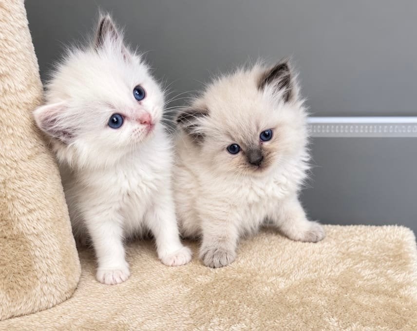 Prachtige Ragdoll kittens met stamboom uit geteste ouders!, Meerdere dieren, Langharig, 0 tot 2 jaar