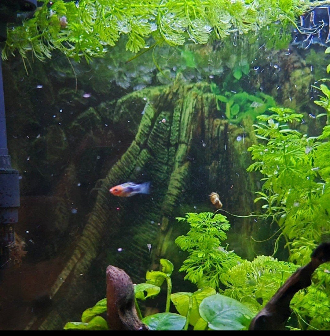 platy's, Dieren en Toebehoren, Vissen | Aquariumvissen, Vis