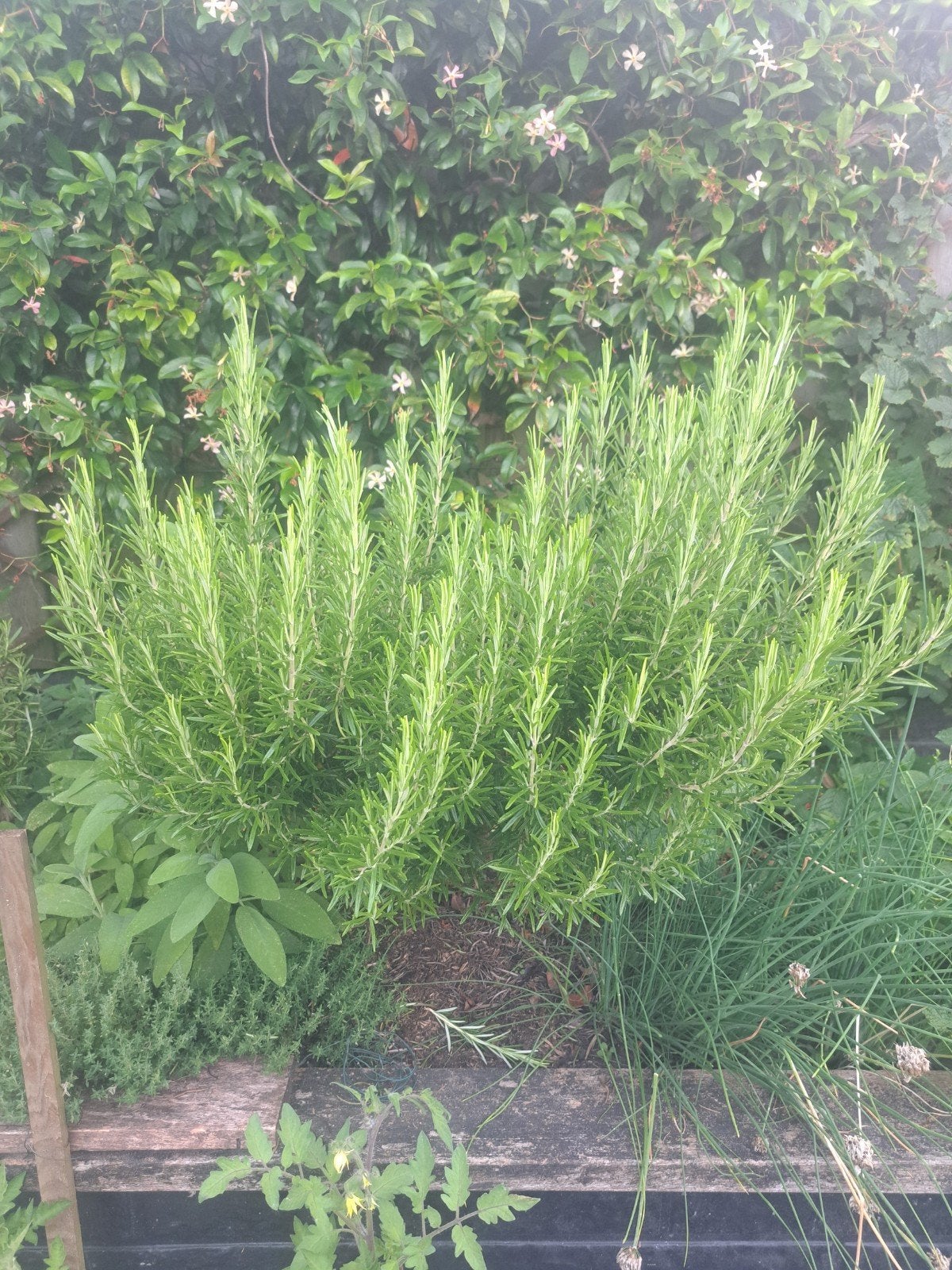 rozemarijn, Tuin en Terras, Planten | Tuinplanten, Ophalen, Overige soorten, Volle zon