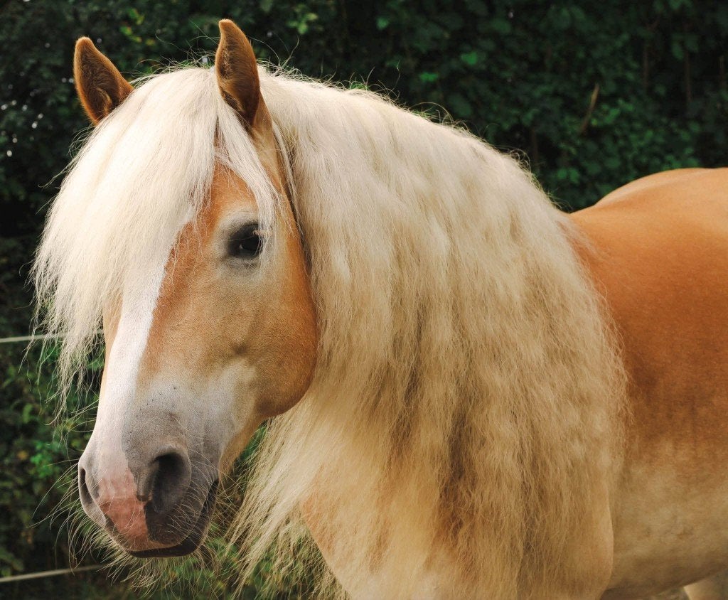 Knappe 6-jarige Haflinger ruin met sportpotentie, Met stamboom, B, Ruin, Dressuurpony