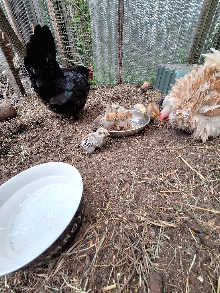 Kuikens, Meerdere dieren, Kip