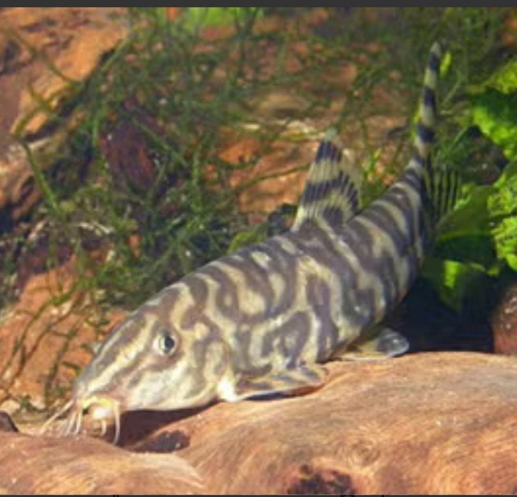 marmer botia gratis, Dieren en Toebehoren, Vissen | Aquariumvissen