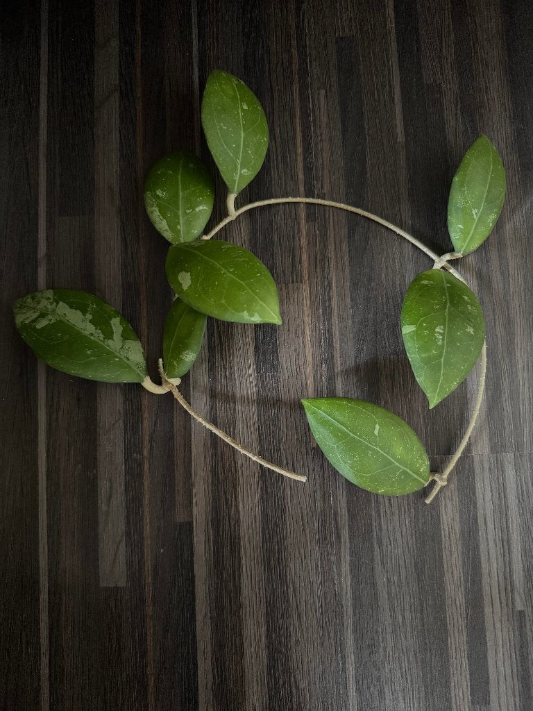 Hoya erythrostemma stek 5 nodes, Huis en Inrichting, Ophalen of Verzenden, Overige soorten, Halfschaduw, Minder dan 100 cm