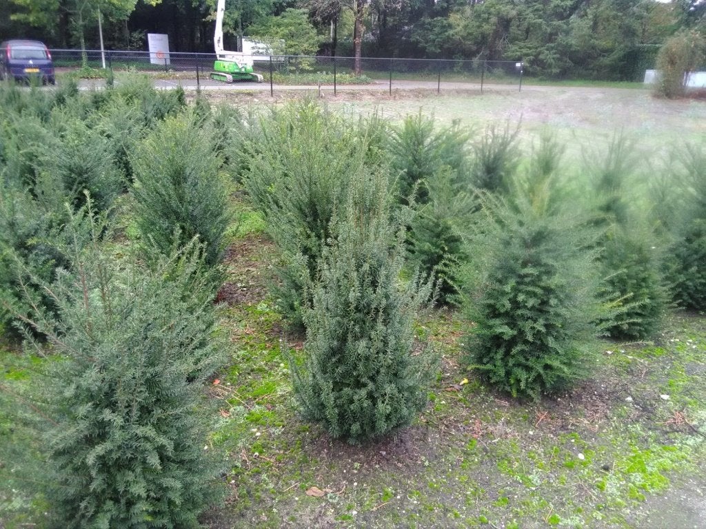 Taxus baccata, Ophalen, Taxus, Minder dan 100 cm