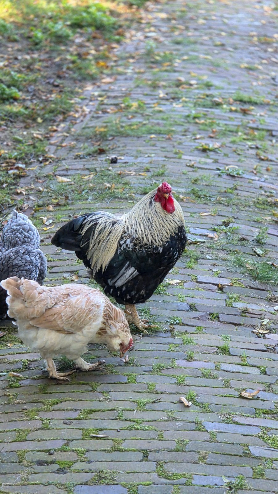krielhaantje goed tehuis gezocht, Dieren en Toebehoren, Mannelijk, Kip