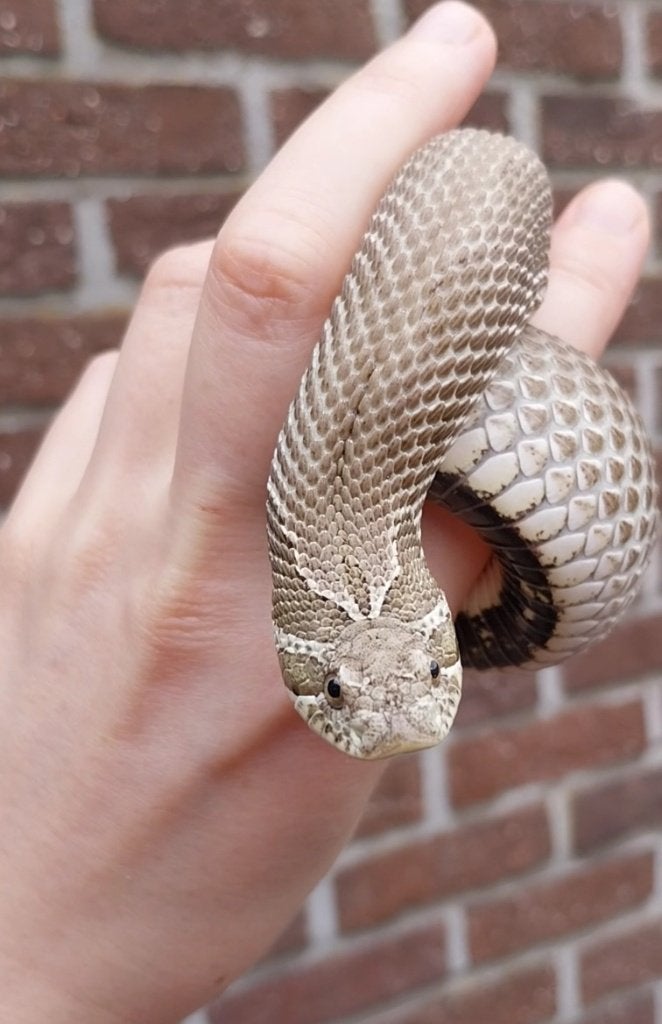 0.1 Heterodon nasicus, Dieren en Toebehoren, Slang, Tam, 3 tot 6 jaar
