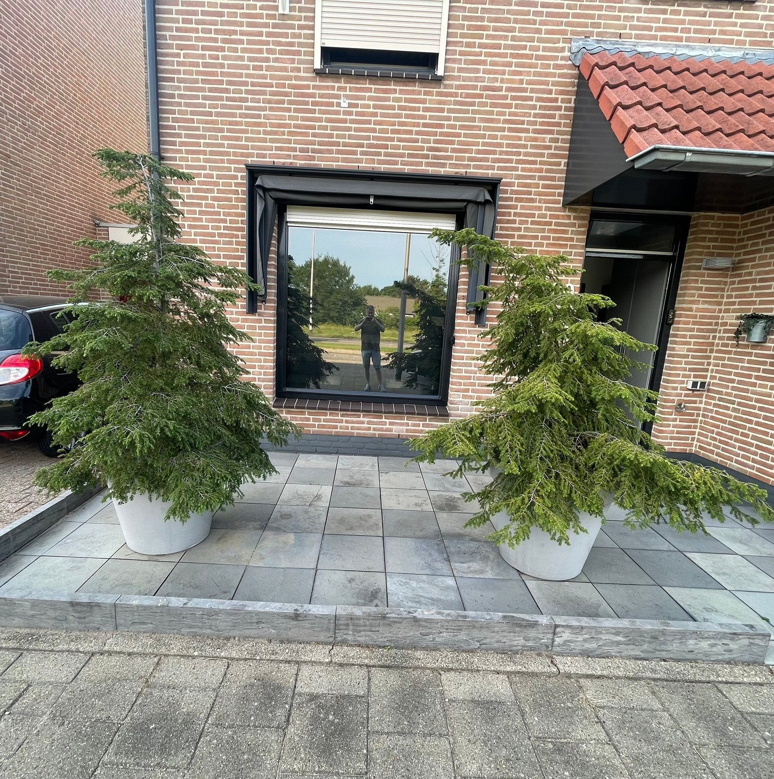 2 spar bomen met pot te koop, Bloeit niet, Overige soorten, Minder dan 100 cm, Ophalen