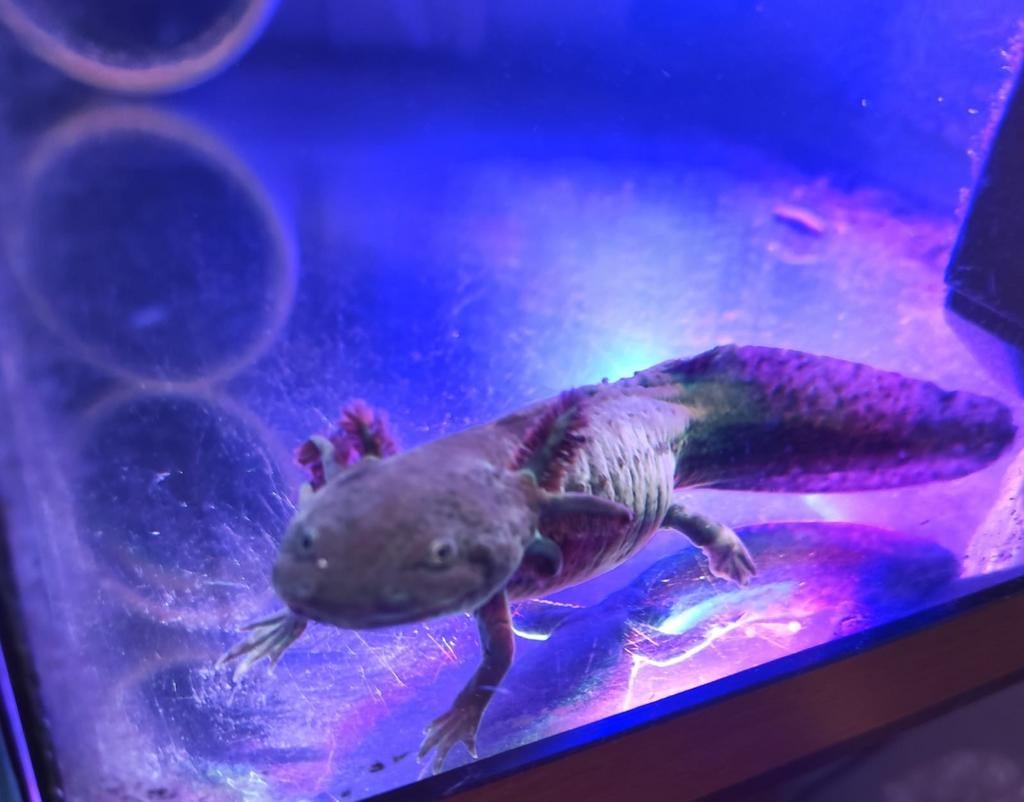 Gratis axolotl, Amfibie