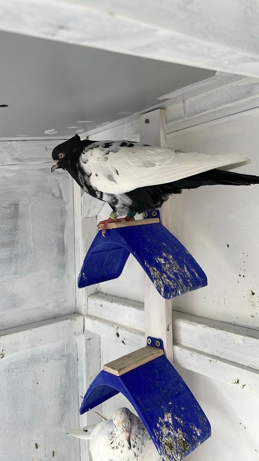 Hoogvliegers, Dieren en Toebehoren, Vogels | Duiven, Meerdere dieren, Overige soorten