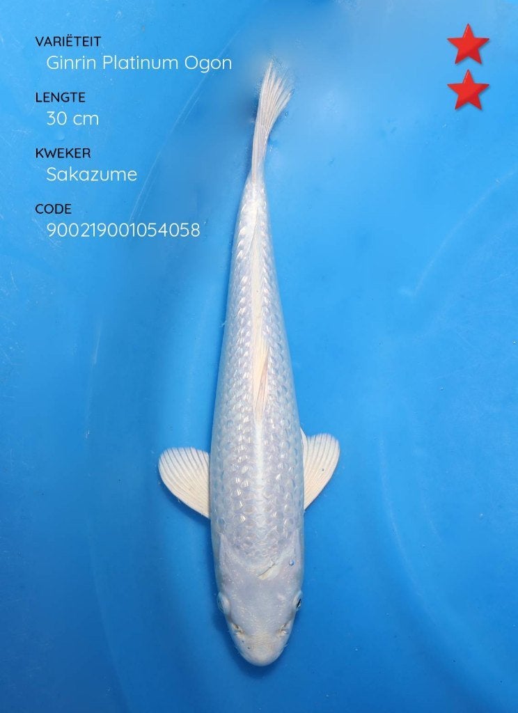 Grote koi karpers uit Japan geïmporteerd, bezorging mogelijk, Karper of Koi