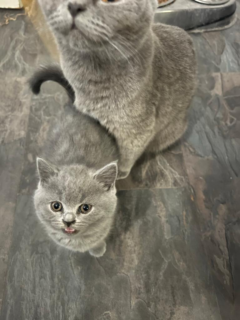 raszuivere Britse korthaar kittens blauw, Dieren en Toebehoren, Meerdere dieren, Met stamboom