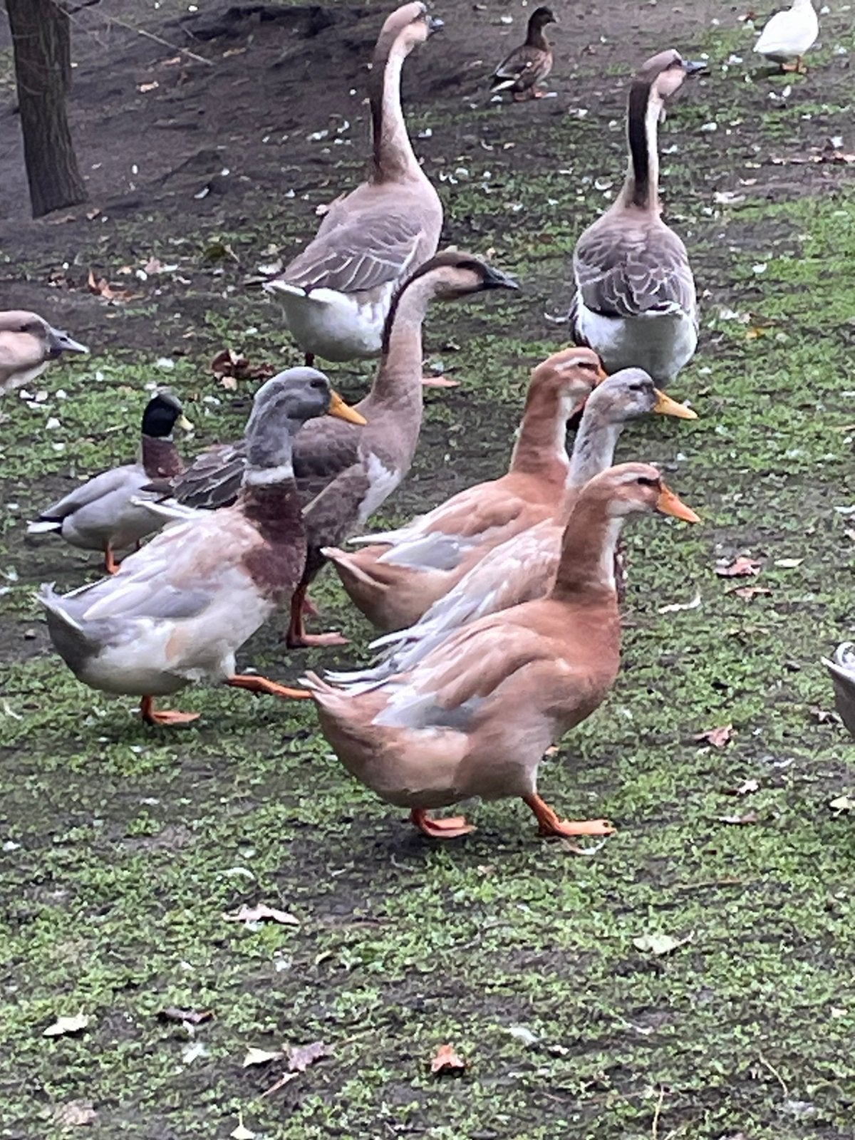 Saksen eenden Saksische eenden, Meerdere dieren, Eend
