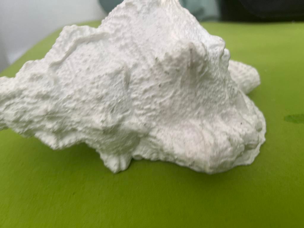 Witte decoratie schelp, Huis en Inrichting, Woonaccessoires | Overige, Ophalen of Verzenden, Gebruikt