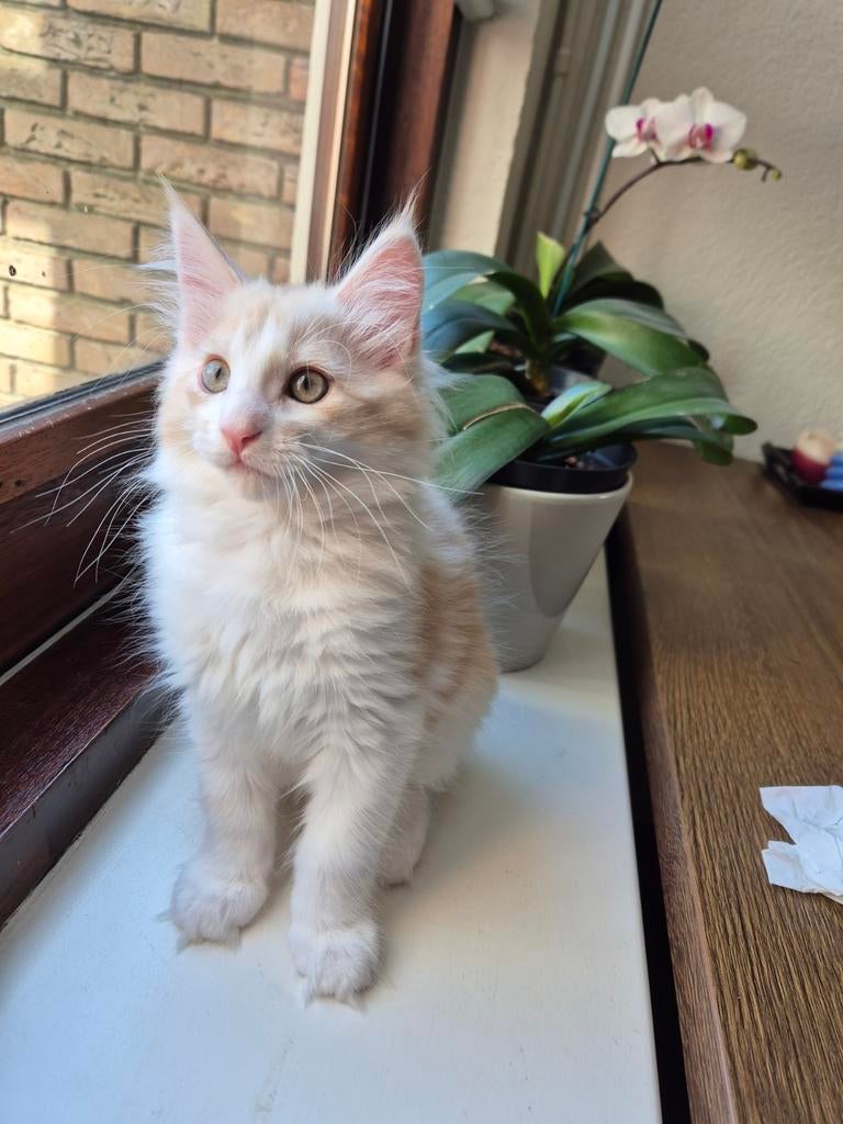 Maine coon ginger/wit katertje, Kater