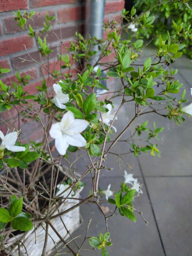 Azalea japonica 'white lady', Ophalen, Vaste plant