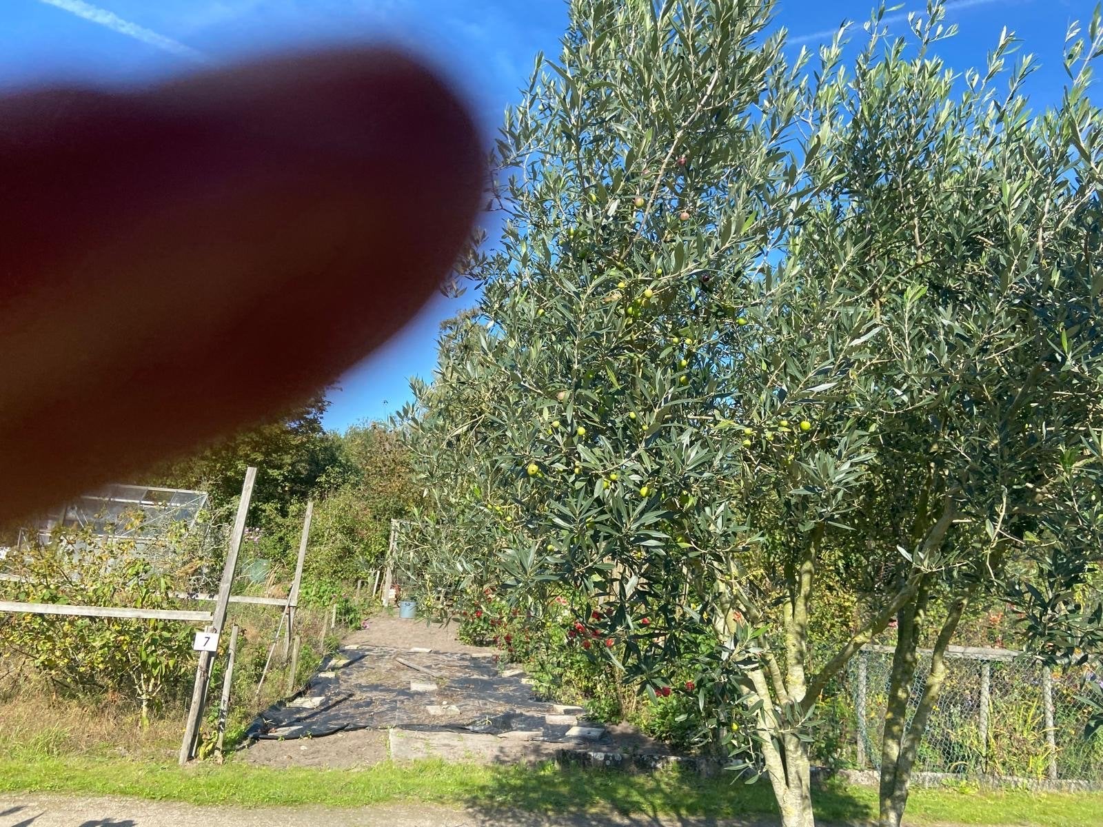 Olijfboom - Prachtige Mediterrane Sfeerplant, Volle zon, Vaste plant, Lente, Ophalen