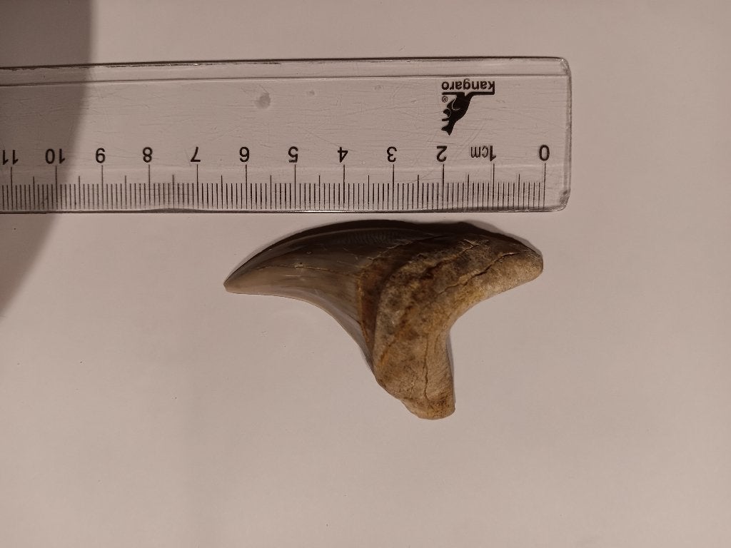 Paratodus benedeni Bandeng tand haai haaientand Indonesië, Ophalen of Verzenden, Fossiel