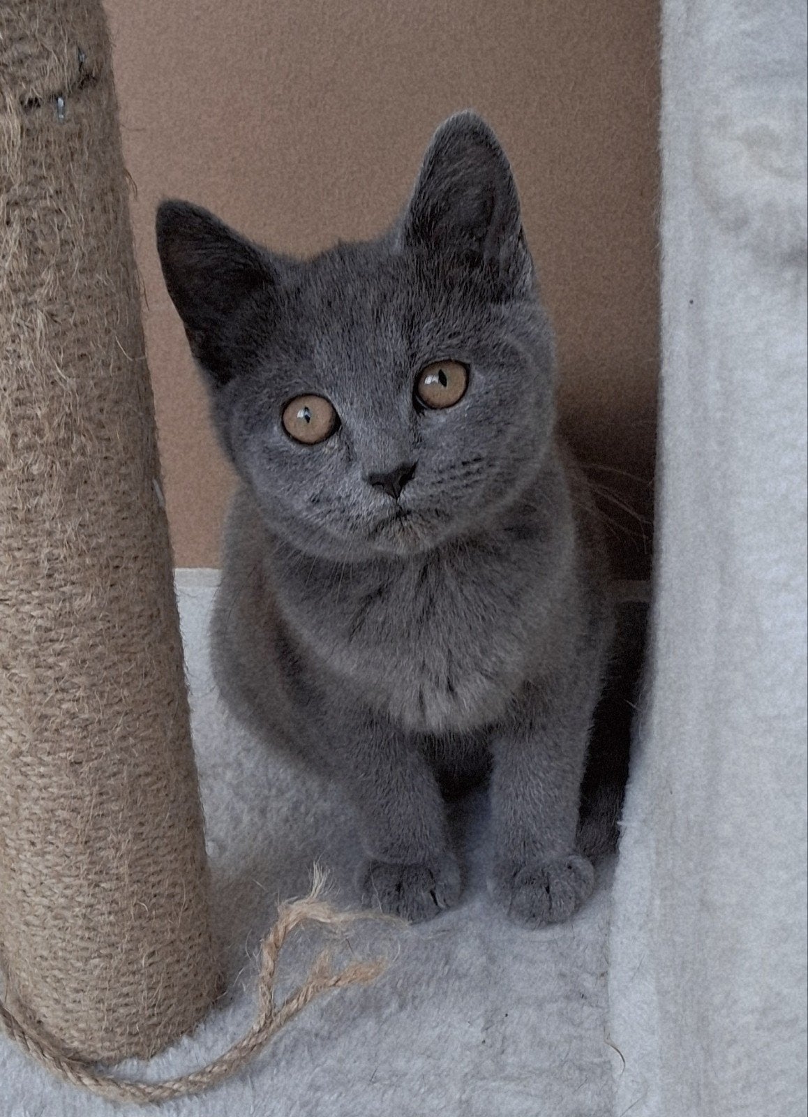 Britse korthaar kittens mogen verhuizen, Dieren en Toebehoren, Meerdere dieren, Ontwormd, 0 tot 2 jaar