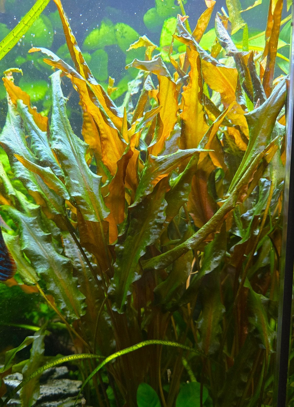 Cryptocorine stekken., Vis