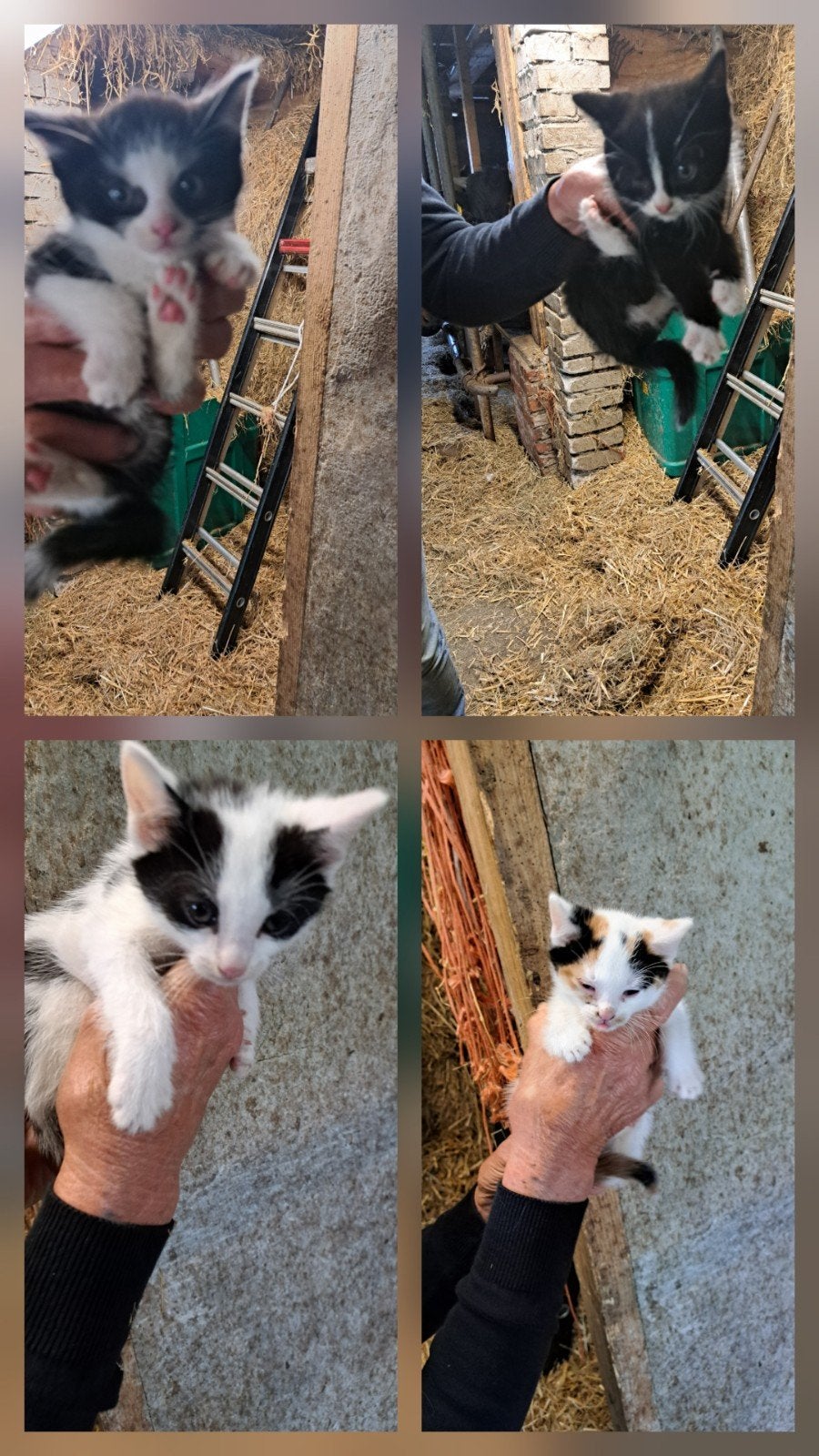 Diverse mooie kittens, Dieren en Toebehoren, Katten en Kittens | Overige Katten, Meerdere dieren, Kortharig, 0 tot 2 jaar