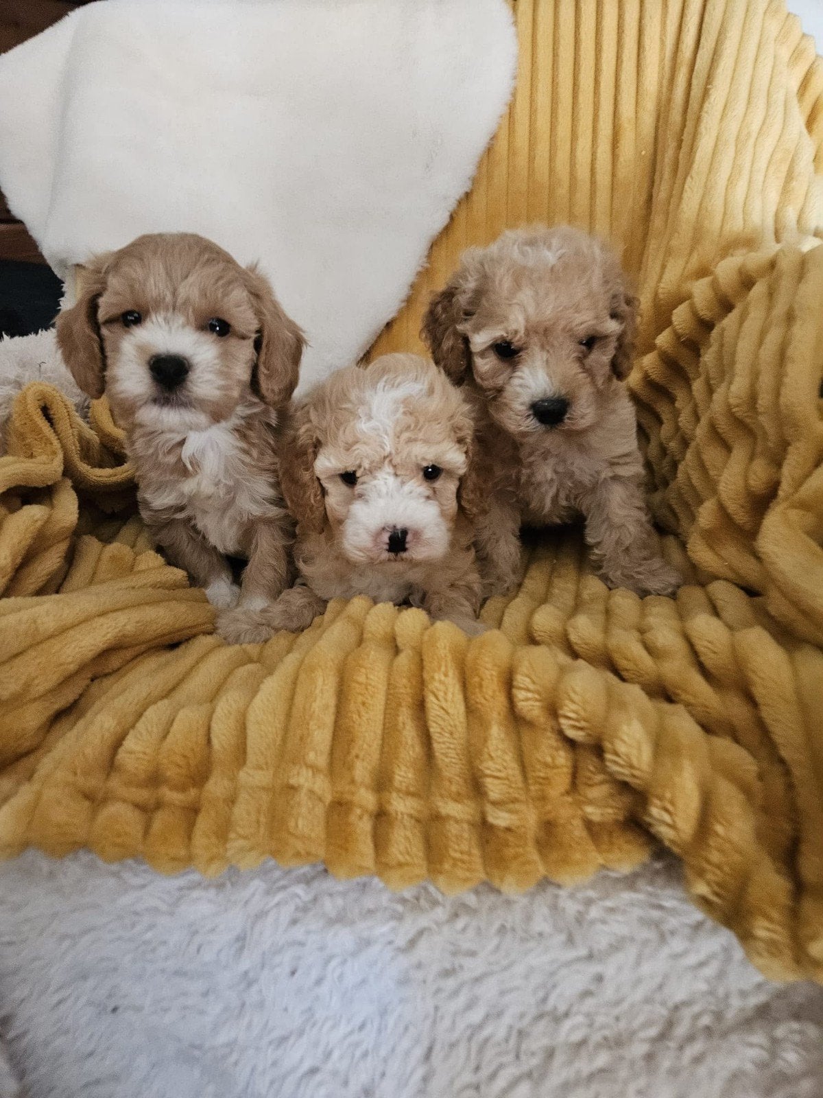 Maltipoo pups, Overige rassen, 8 tot 15 weken, Meerdere, Meerdere dieren
