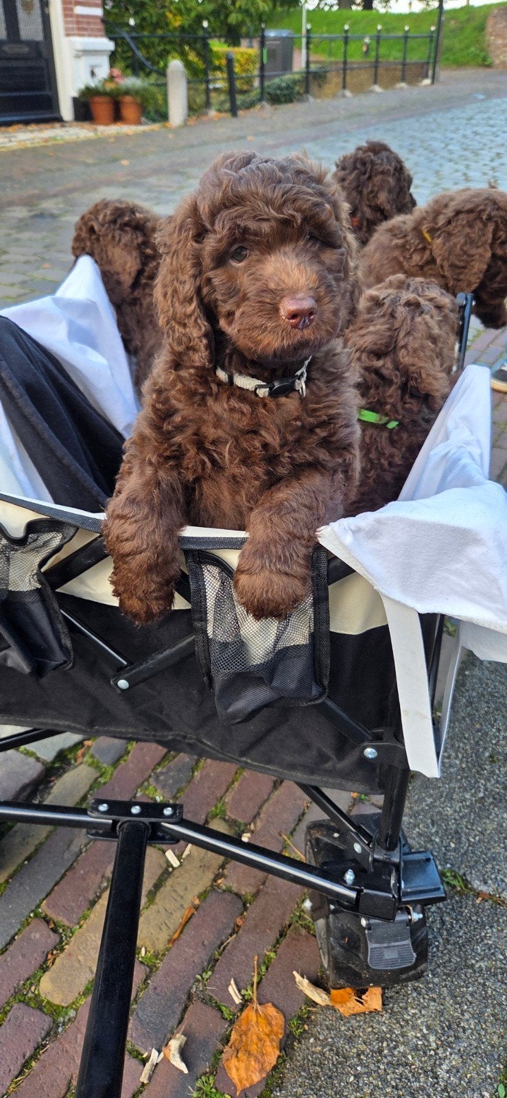 Labradoodle X Aussiedoodle pups, Overige rassen, 8 tot 15 weken, Meerdere, Meerdere dieren