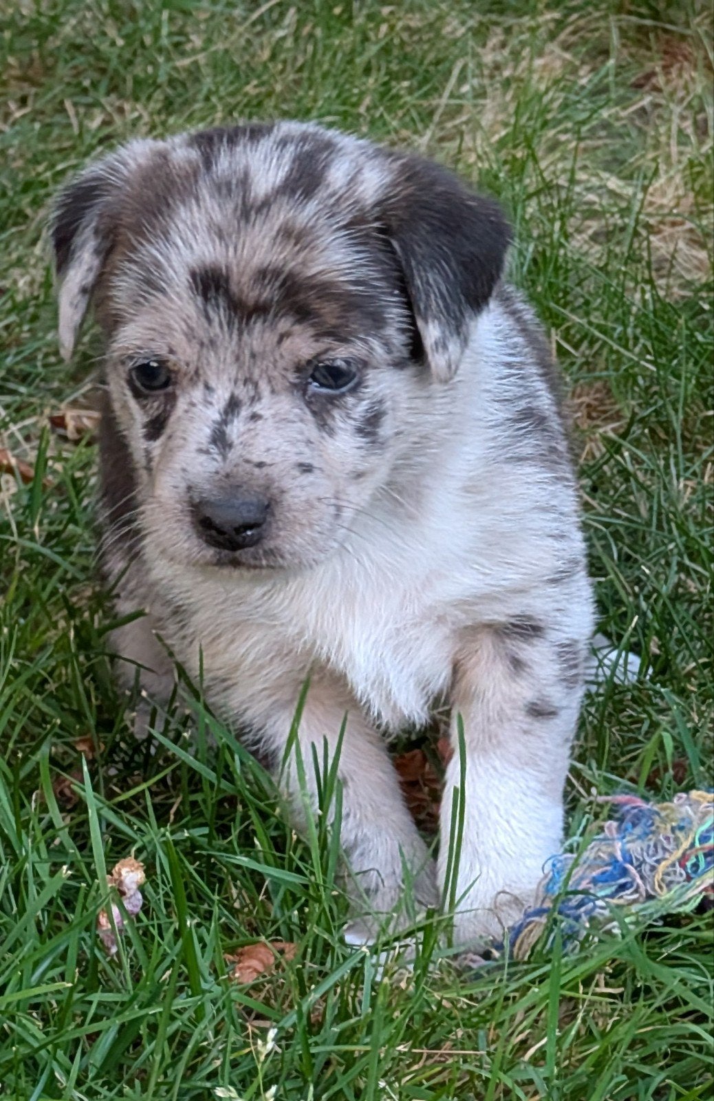 Jack Russell pups, Dieren en Toebehoren, Jack Russell Terriër, Reu, 8 tot 15 weken, Meerdere