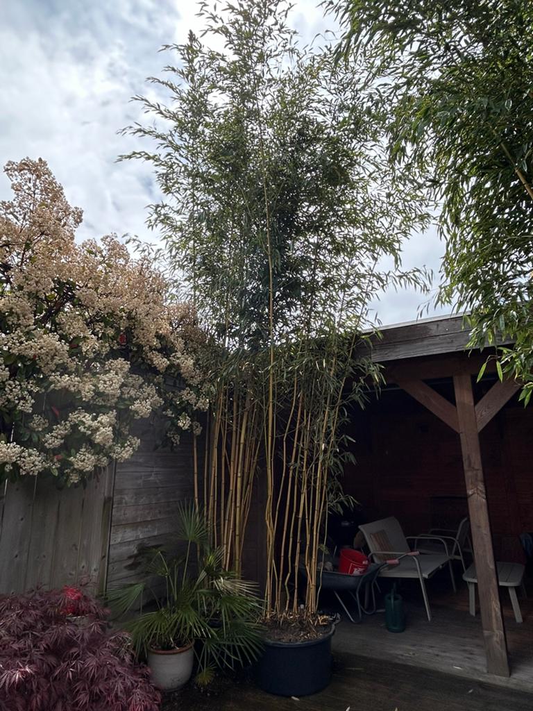 Phyllostachys aureosulcata bamboe, Tuin en Terras, Planten | Bomen, Bloeit niet, Overige soorten, 100 tot 250 cm, Ophalen